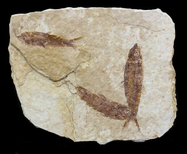 Fossil Fish (Knightia) Multiple Plate - Wyoming #31843
